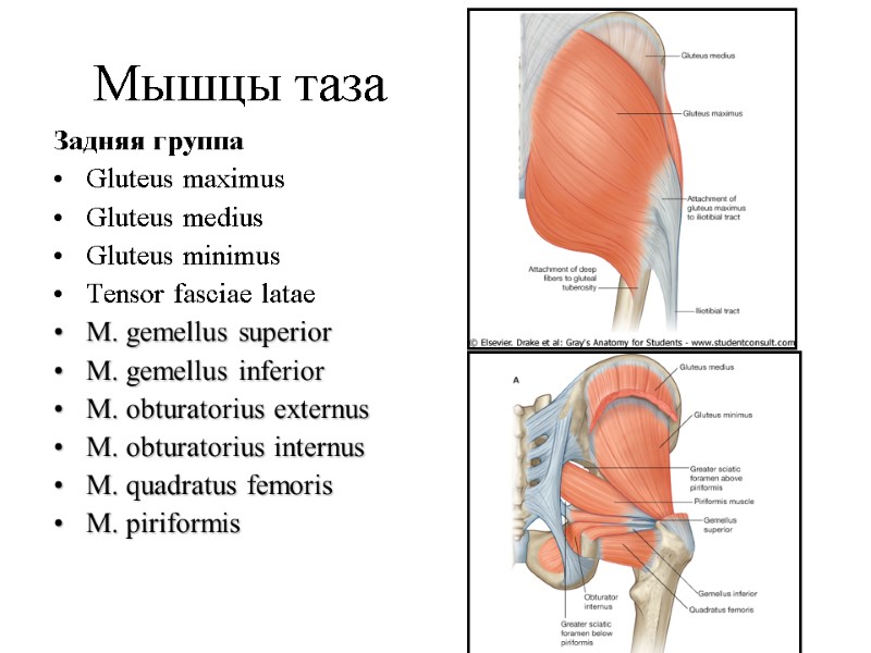 Мышцы таза Задняя группа Gluteus maximus Gluteus medius Gluteus minimus Tensor fasciae latae M.